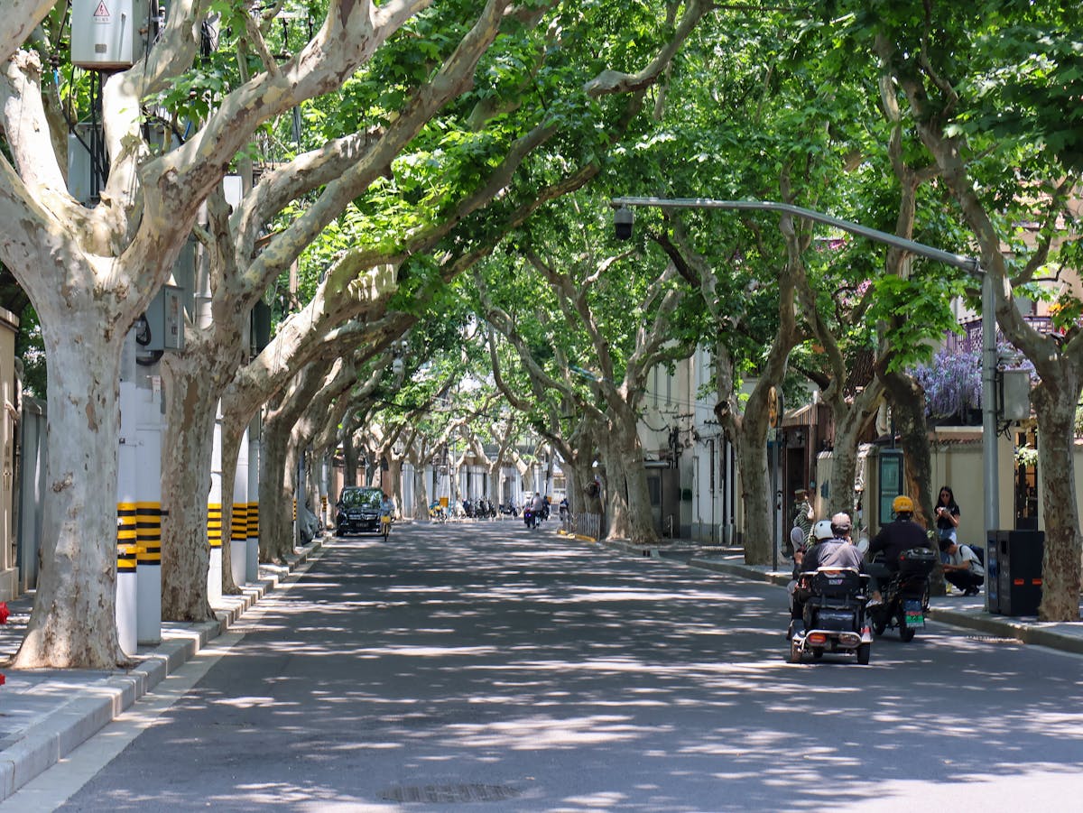 A plane-tree-lined avenue in the Former French Concession of Shanghai with shikumen lane houses